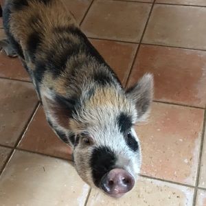 Meet your Posher, Bailey